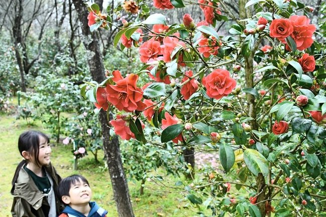 見頃を迎えたツバキの花を楽しむ来園者＝雲南市大東町上佐世、心の駅陽だまりの丘