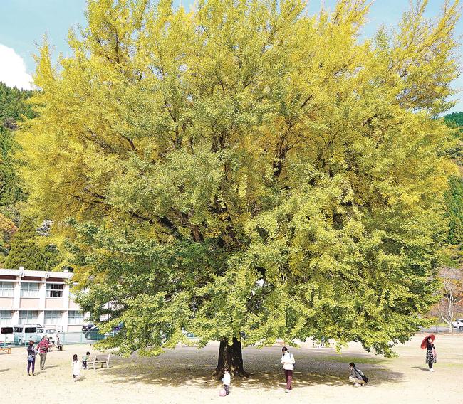 旧日野上小学校のグラウンドに立ち、黄色く色づき始めた大イチョウ＝鳥取県日南町三栄