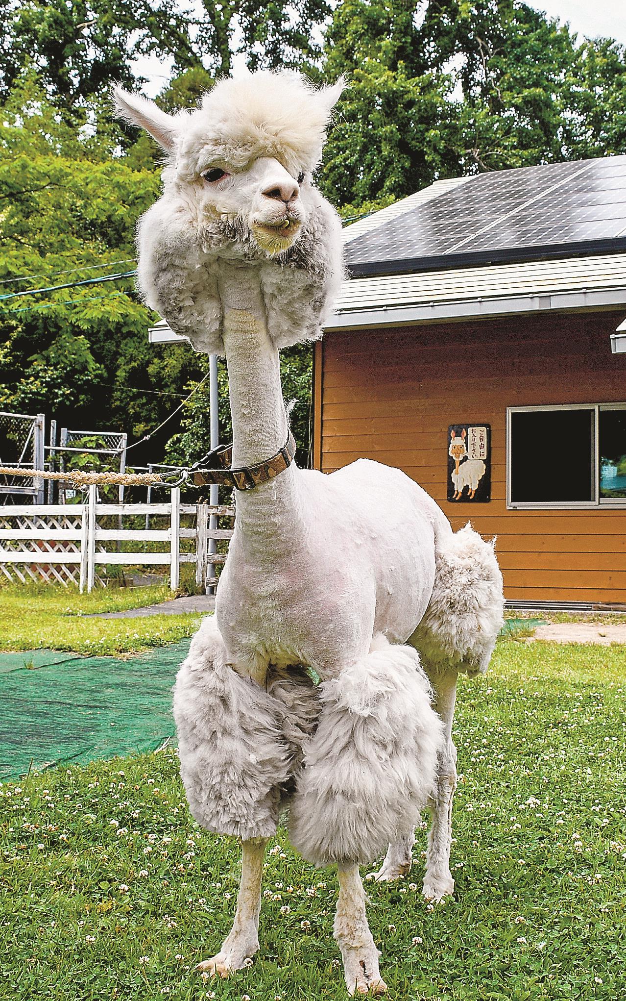 アルパカ 夏備えすっきり 米子の観光牧場 | 山陰中央新報デジタル