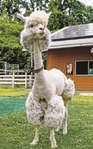 アルパカ 夏備えすっきり 米子の観光牧場 | 山陰中央新報デジタル