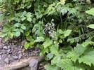 クサボタン（大山プロガイド協会提供）