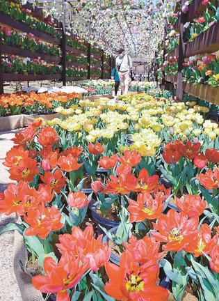 色とりどりのチューリップを眺める来園者＝松江市八束町波入、由志園