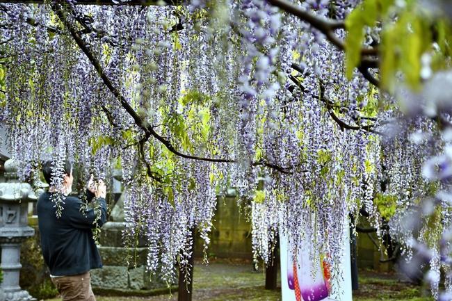 藤の名所・住雲寺で見頃を迎えた藤の花を撮影する見物客=２０２３年４月２６日、鳥取県大山町古御堂