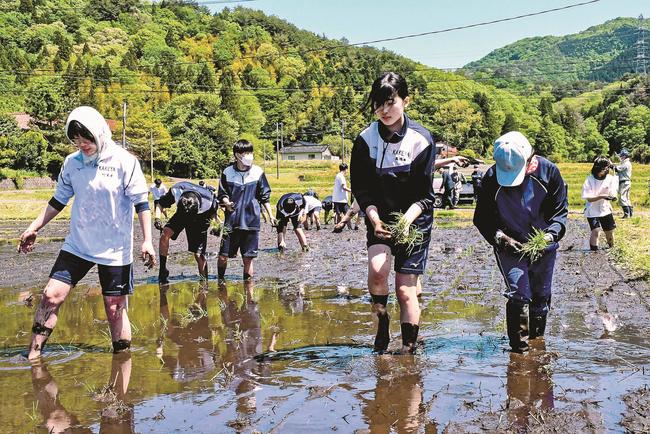 ブランド米の田植えを体験する生徒＝雲南市吉田町民谷