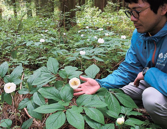 開花が始まったヤマシャクヤク＝島根県飯南町小田、飯南町ふるさとの森