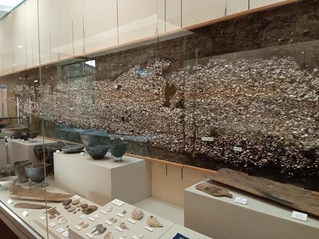 シジミの貝殻がびっしりの貝塚断面パネル＝松江市鹿島町名分、鹿島歴史民俗資料館