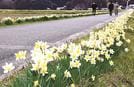 満開となったスイセンロードの散策を楽しむ人たち＝島根県隠岐の島町南方