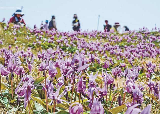 満開となったカタクリの花＝島根県奥出雲町、船通山