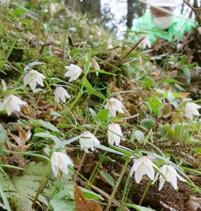 愛らしい白い花を咲かせたイズモコバイモ＝島根県川本町谷戸