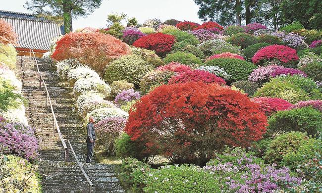 見頃を迎えた高野寺のツツジ＝大田市温泉津町井田