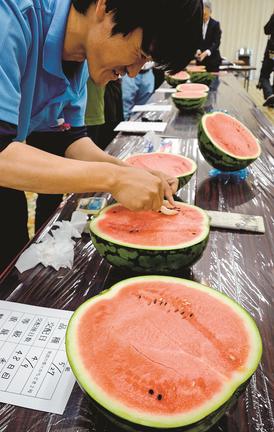 糖度を調べるためスイカの実を取るＪＡの担当者＝鳥取県湯梨浜町園、ＪＡ鳥取中央泊相談プラザ