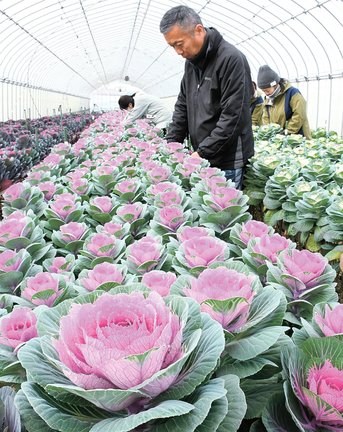 出荷に向けて手入れするスタッフ＝出雲市斐川町出西、たぐちファーム