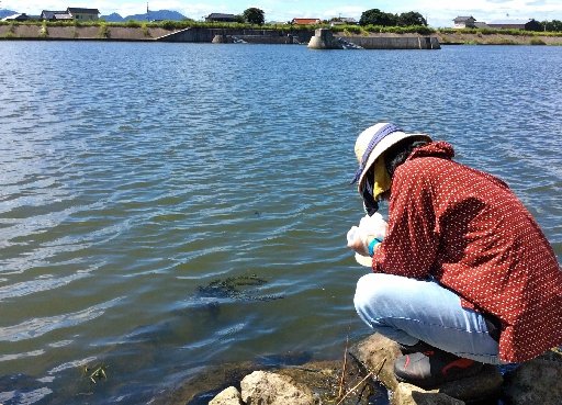 平田船川で採水する高原輝彦准教授＝２０２０年８月、出雲市平田町
