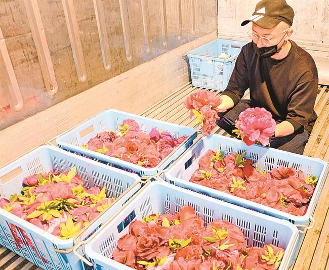 イベントに向けて冷蔵保存が始まったボタン＝松江市八束町波入、由志園