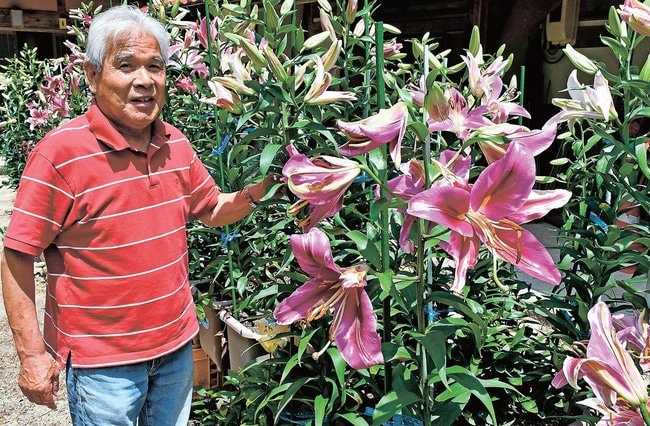 カサブランカの開花状況を確認する栗間良夫さん＝雲南市大東町西阿用