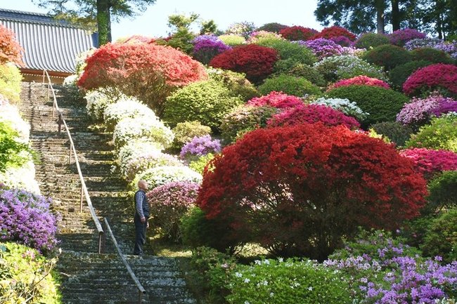 見頃を迎えた高野寺のツツジ＝大田市温泉津町井田
