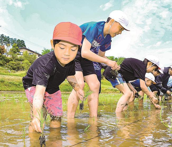 苗を丁寧に植える今福小学校の児童＝浜田市金城町久佐