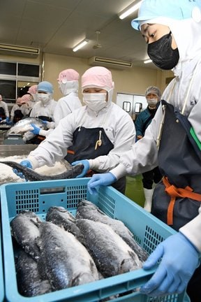 新巻きザケ作りに取り組む生徒たち＝境港市竹内町、境港総合技術高校