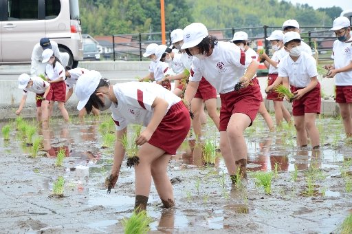 亀治米の苗を植える児童＝安来市西赤江町