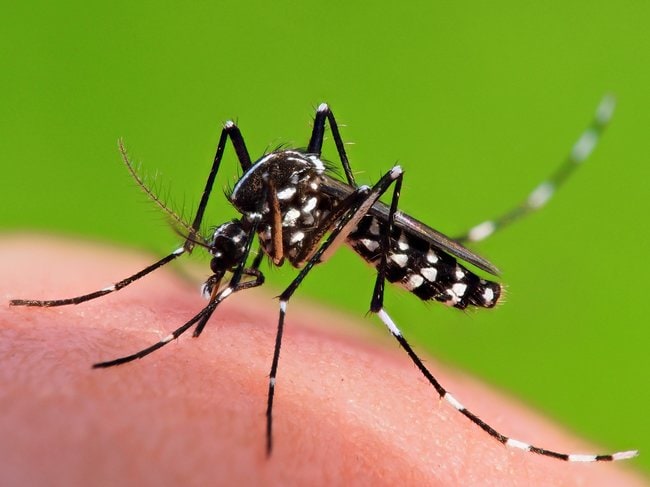 夏になると現れるヒトスジシマカ（国立感染症研究所　昆虫医科学部提供）
