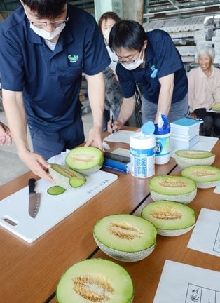 生産者が持ち込んだタカミメロンを切り、糖度を調べるＪＡの担当者＝倉吉市越殿町、ＪＡ鳥取中央メロン選果場