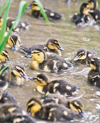 出番を待つアイガモのひな＝島根県飯南町頓原、うやま農園
