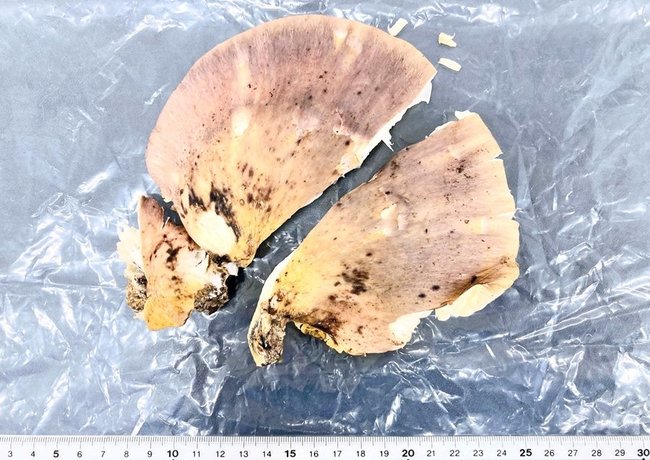 ツキヨタケ(鳥取市保健所提供)