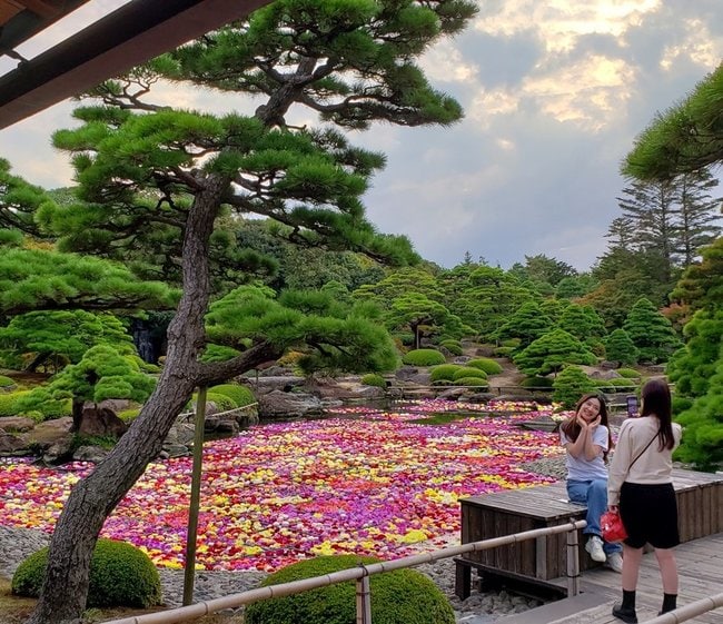 池一面のダリアを背景に写真撮影する観光客＝松江市八束町波入、由志園